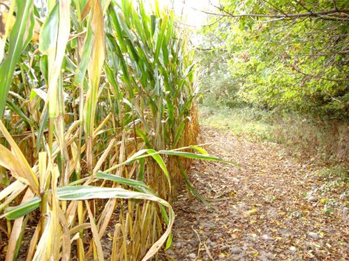 Property photo 5 - 39+/- Acres Offered in 3 Tracts
